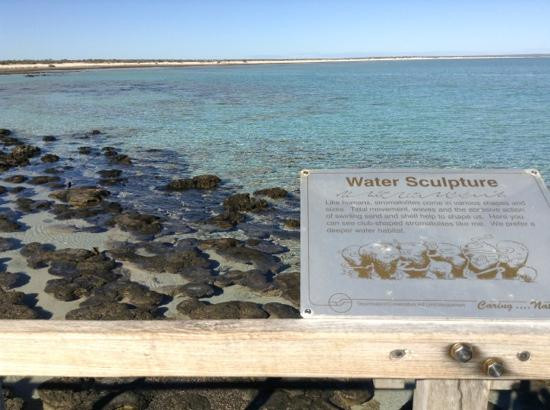 Stromatolites of Shark Bay-德纳姆必去景点