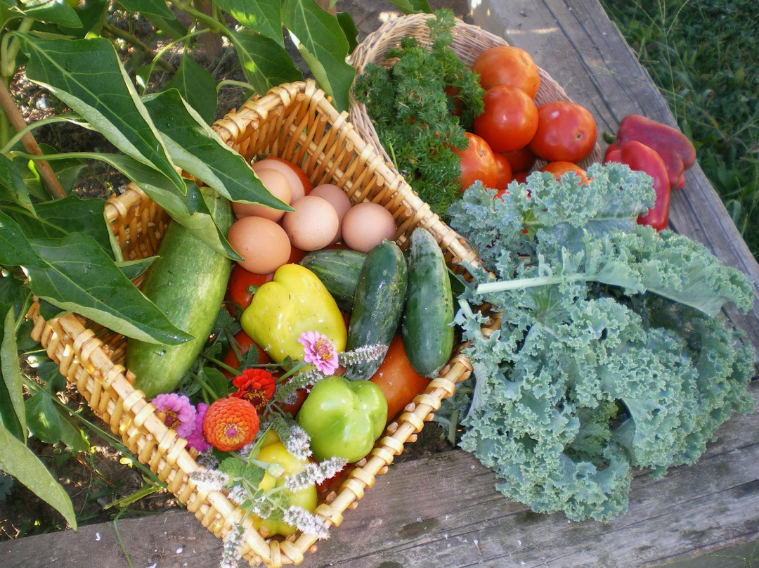 Red Cardinal Bed and Breakfast主图