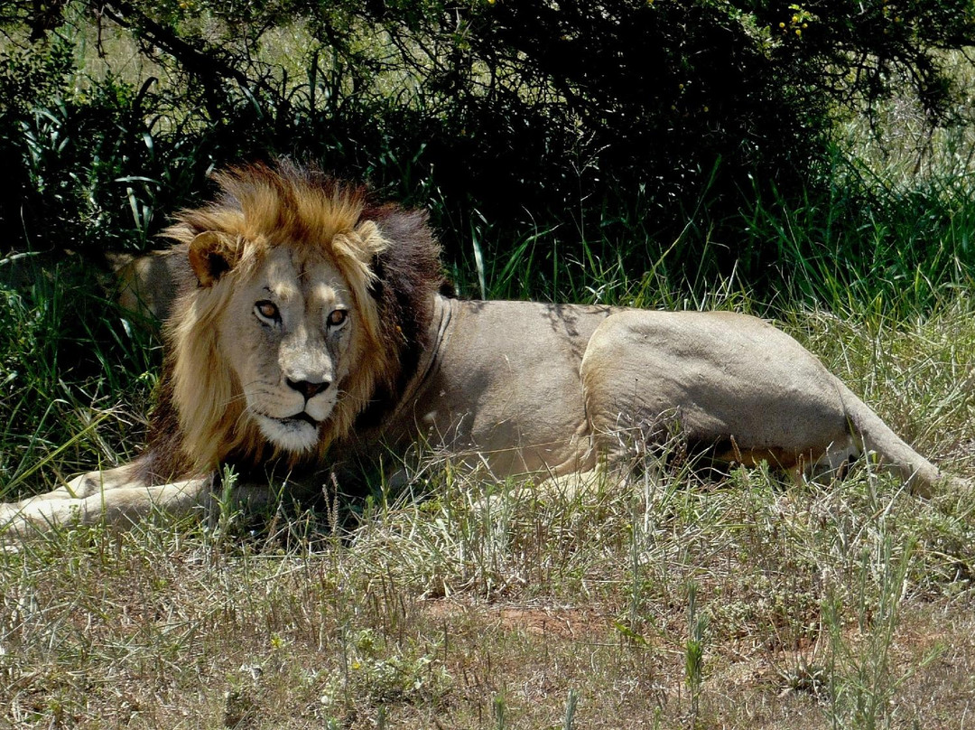 Schotia Safaris Private Game Reserve-伊丽莎白港必去景点