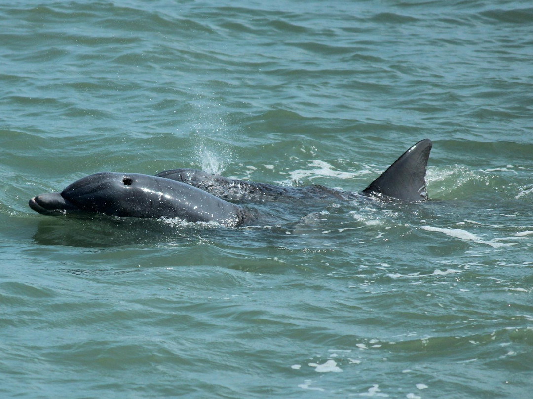Kohootz Dolphin Encounters-Aransas Pass必去景点