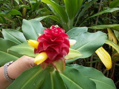 邝友良参议员的种植园和花园-卡内奥赫必去景点