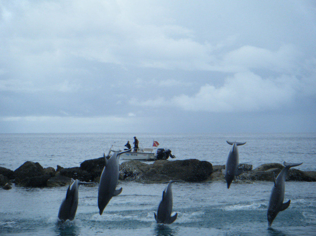 Dolphin Academy Curacao-威廉斯塔德必去景点