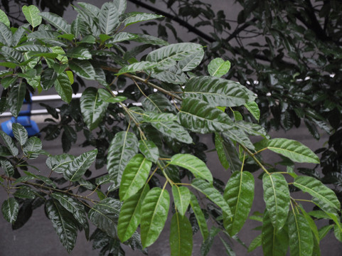 尚锦品酒店(四川大学华西医院武侯祠店)主图