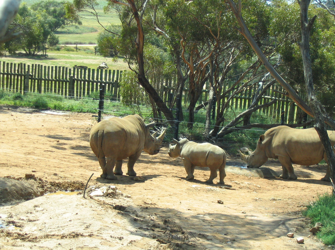Monarto Safari Park景点图片