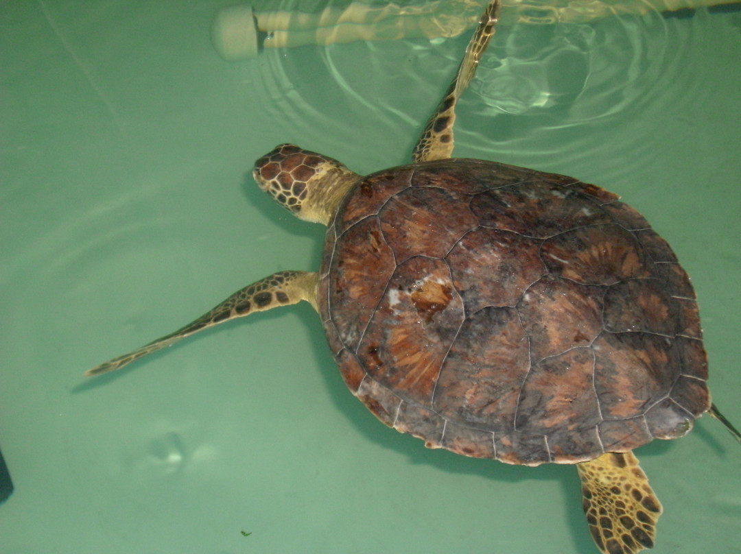Sea Turtle, Inc.-南帕诸岛必去景点