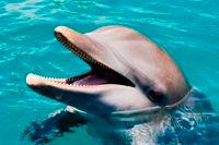 Ocean World Adventure Park, Puerto Plata-普拉塔港必去景点