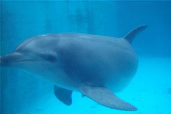 厦门海底世界-厦门市必去景点