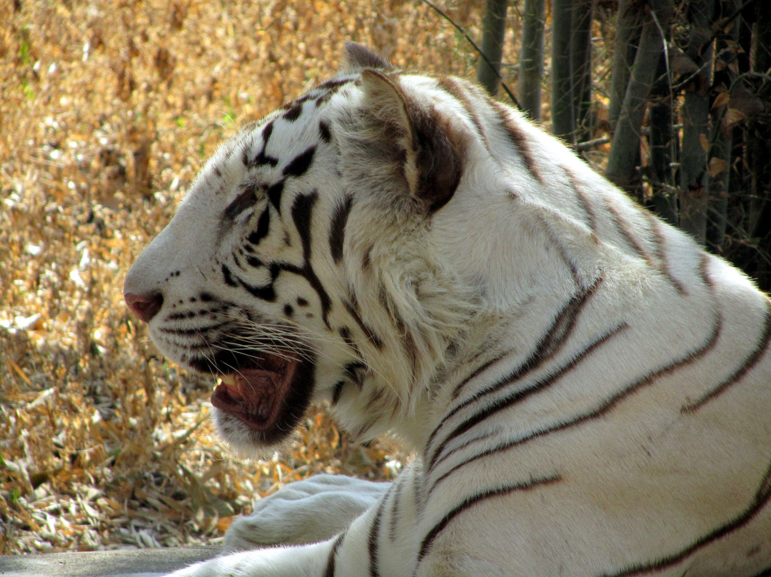 Bannerughatta Biological Park景点图片