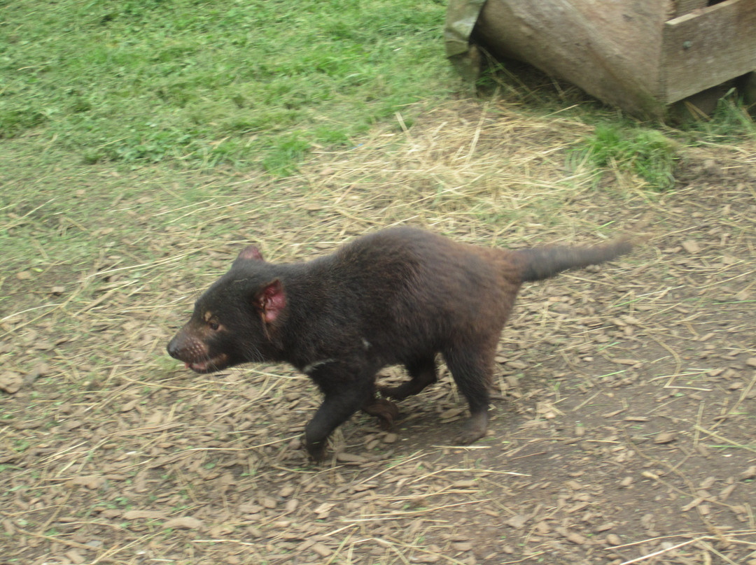 Wings Wildlife Park-Gunns Plains必去景点