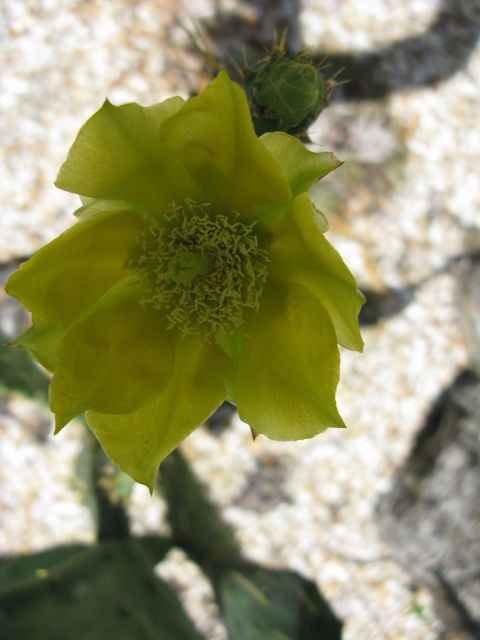 Kanapaha Botanical Gardens-盖恩斯维尔必去景点