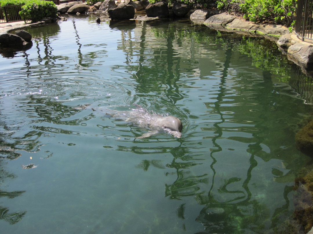 寻访海豚-瓦胡岛必去景点