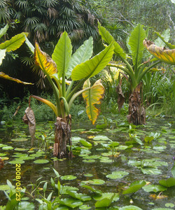 Seychelles National Botanical Gardens景点门票图片