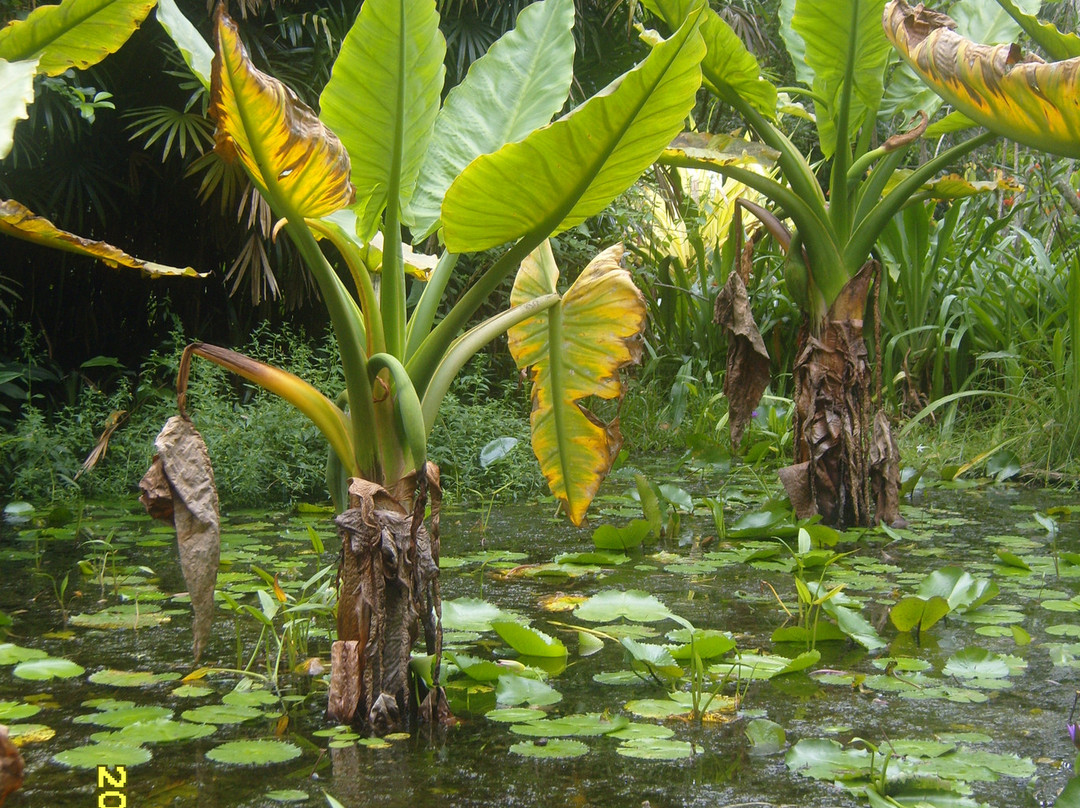 Seychelles National Botanical Gardens景点图片