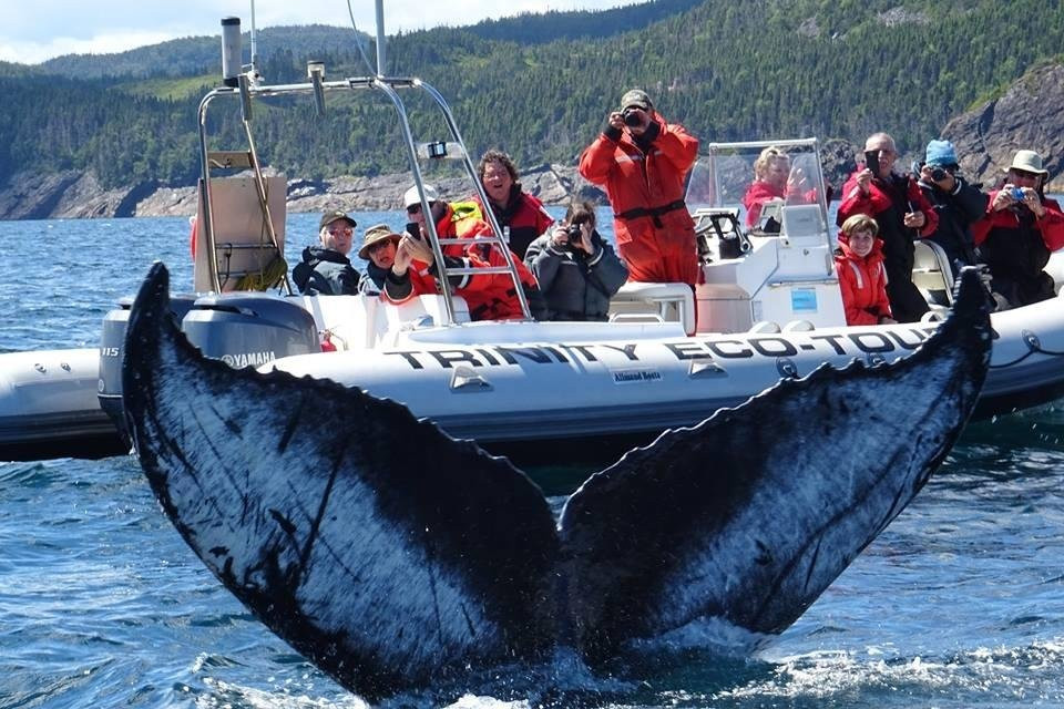 DIVE Ventures Newfoundland Inc.景点图片