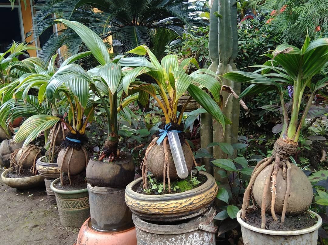 Galeri Bonsai Kelapa Indonesia景点图片