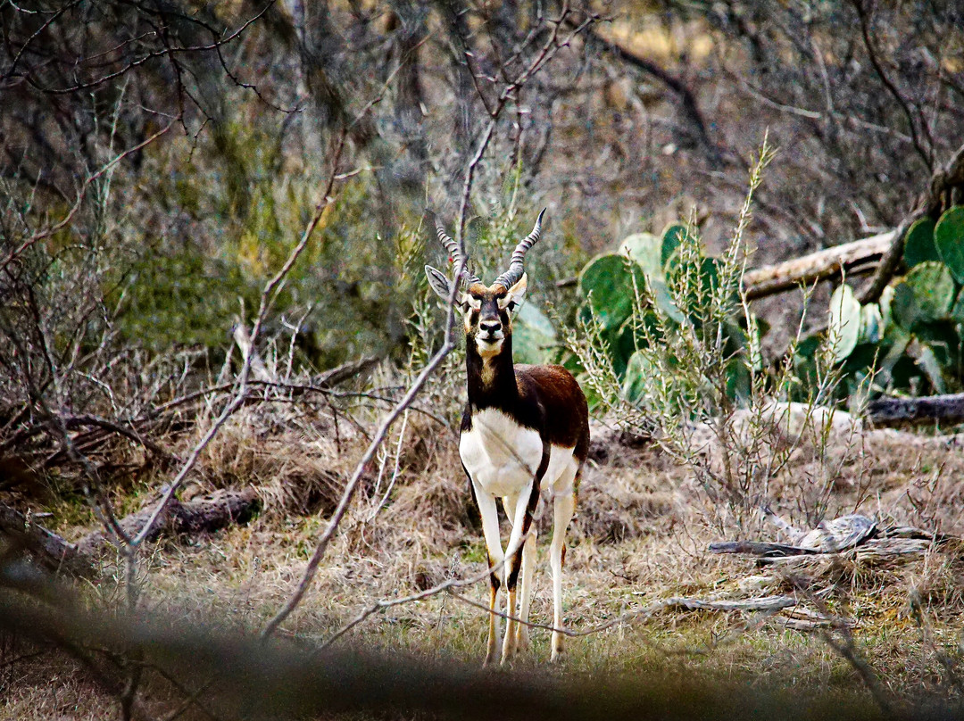 Hidden Lake Safari Ranch And Rv Park