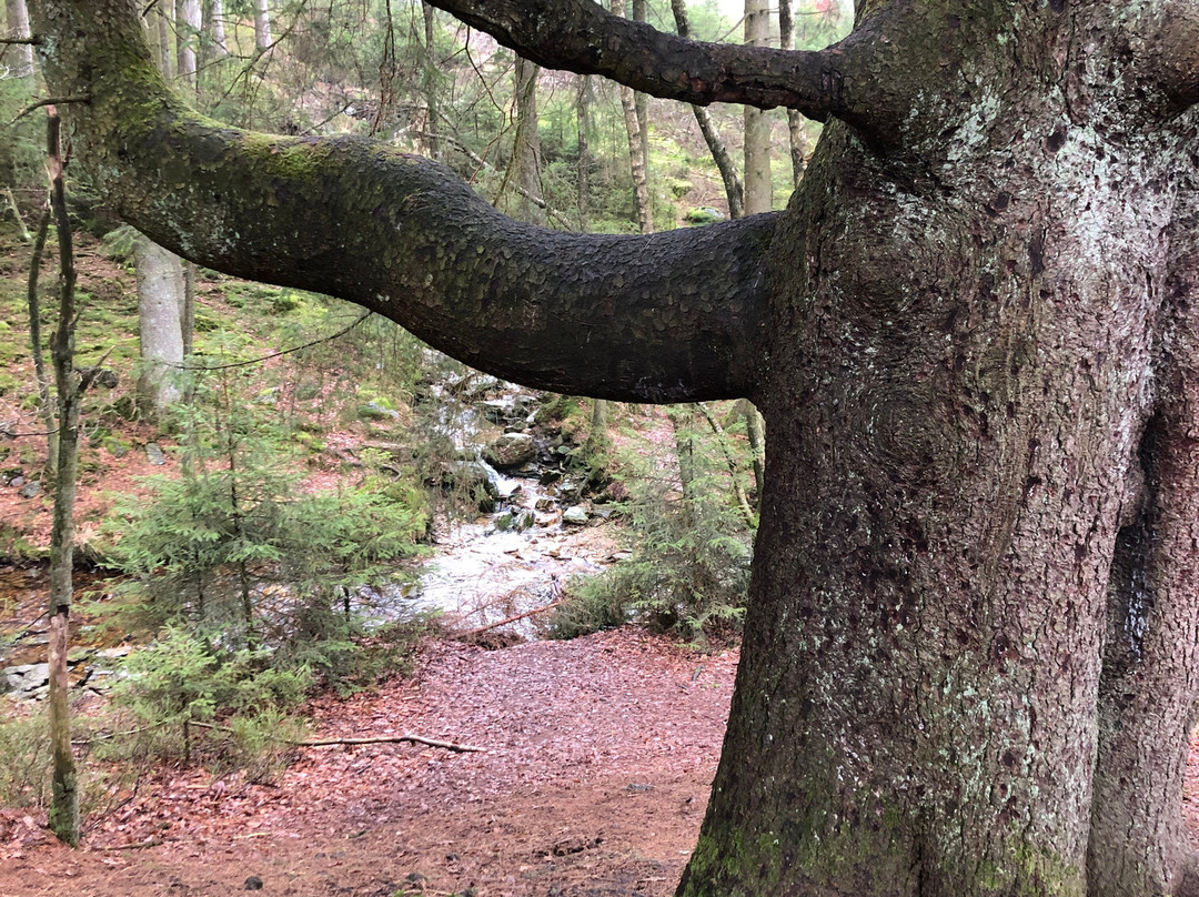 Cascade Du Bayehon-马尔梅迪必去景点