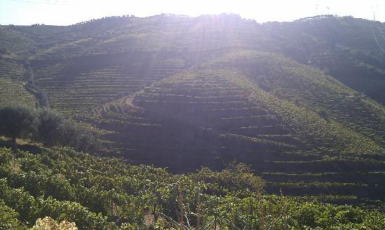 Quinta de Santa Eufémia景点图片