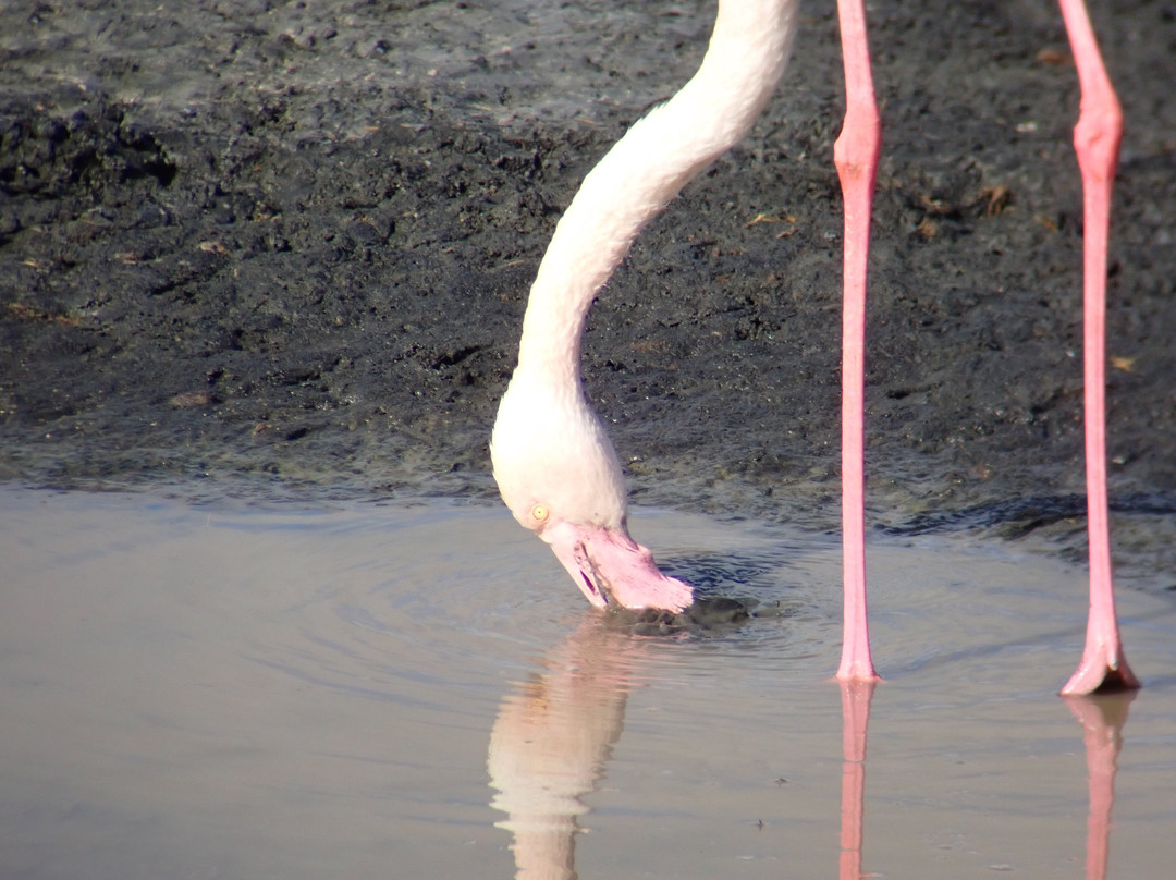 Maasai Legend Safaris-阿鲁沙必去景点