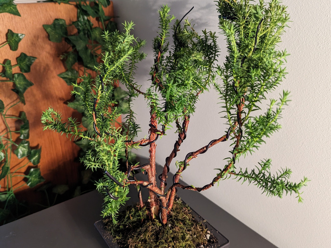 Create a Bonsai with Streamside Trees景点图片