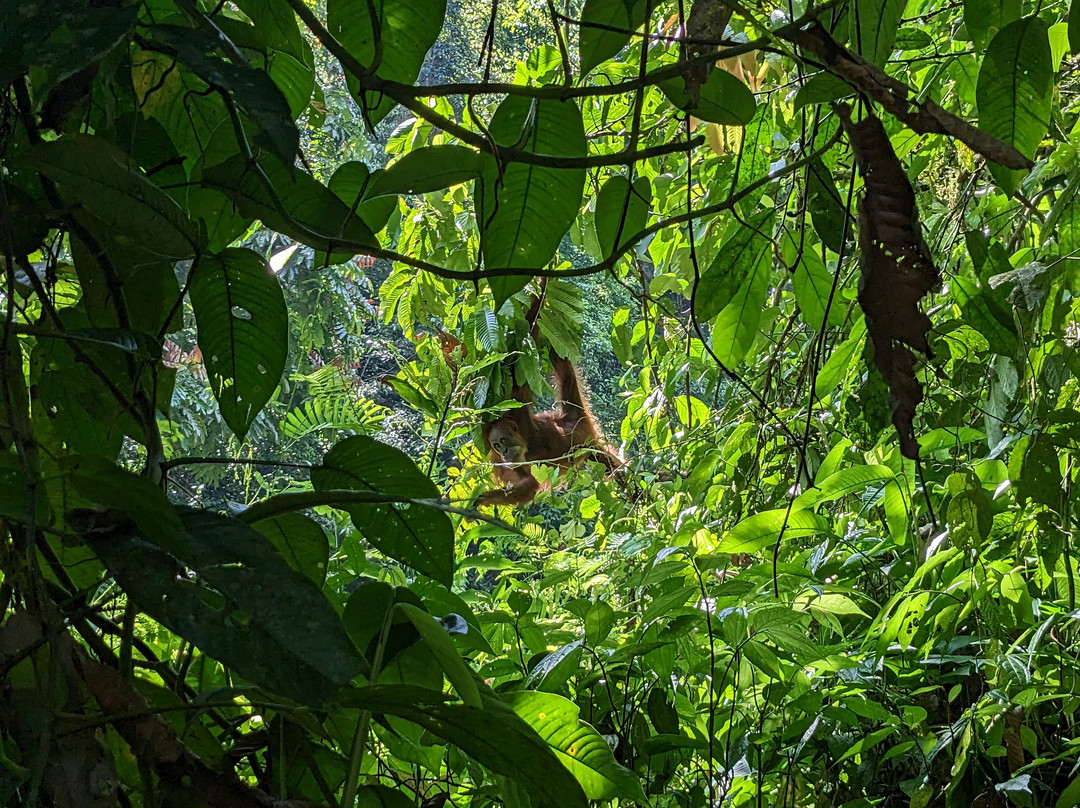 Sumatra Ketambe Jungle Tours-Ketambe必去景点