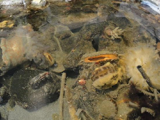 Port Townsend Marine Science Center景点图片