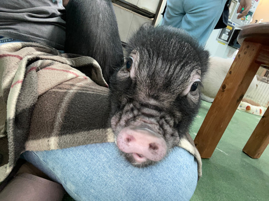 Mipig Cafe Fukuoka-Chuo必去景点