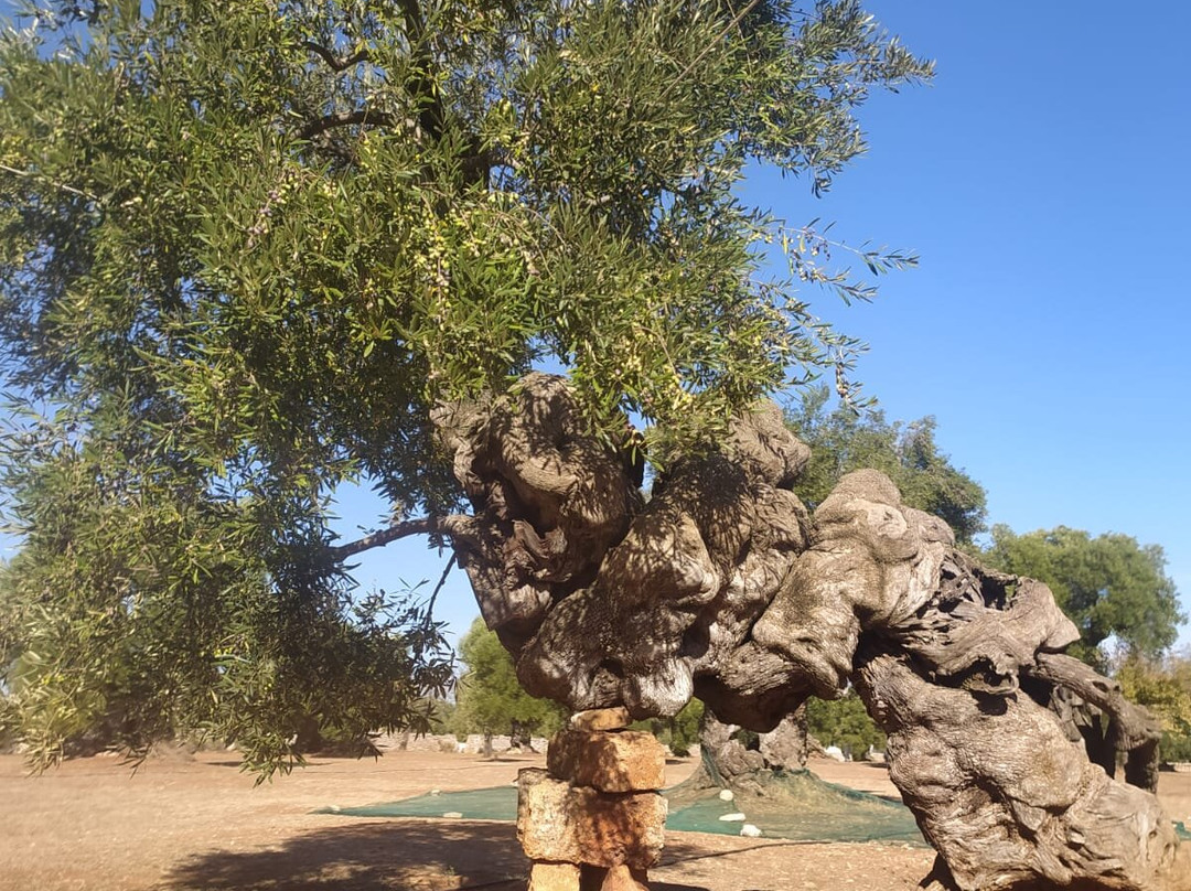 Apulia Escapes-巴里必去景点