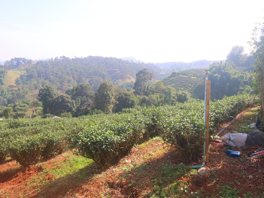 101 Tea Plantation-夜发銮必去景点