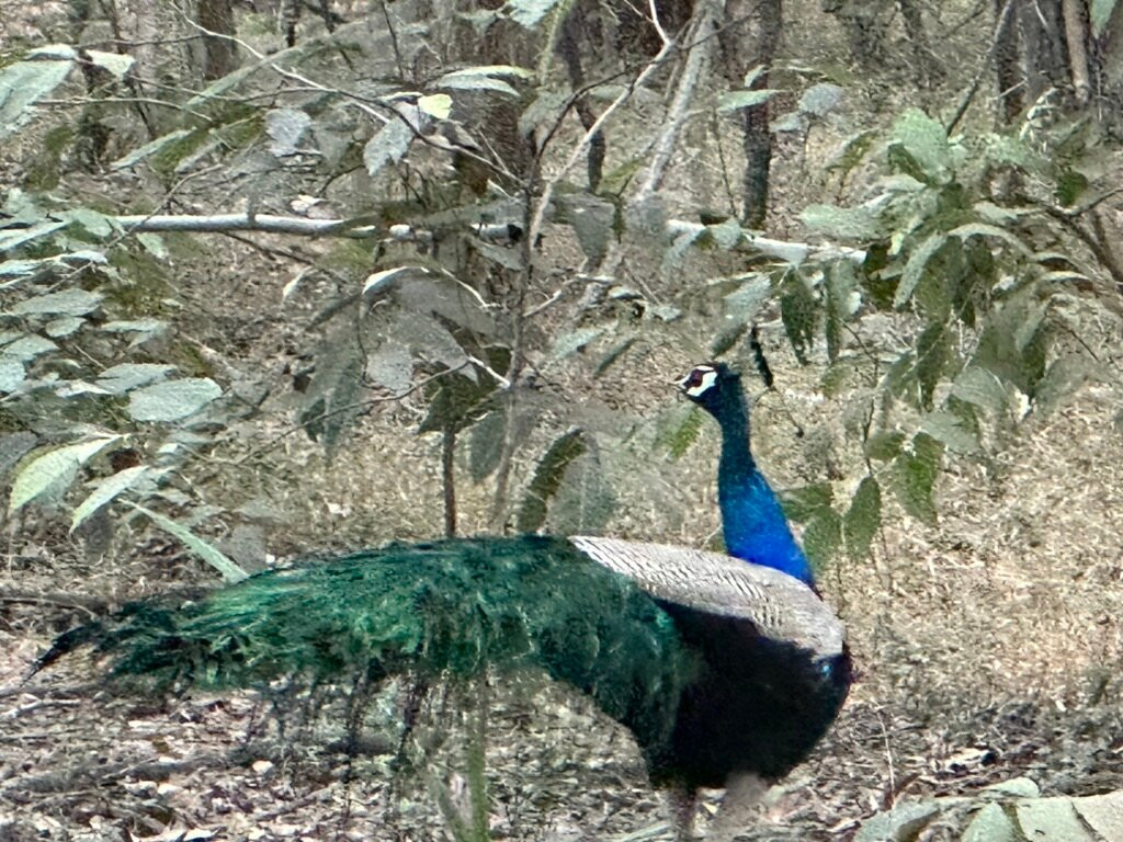 Debrigarh Wildlife Sanctuary景点图片