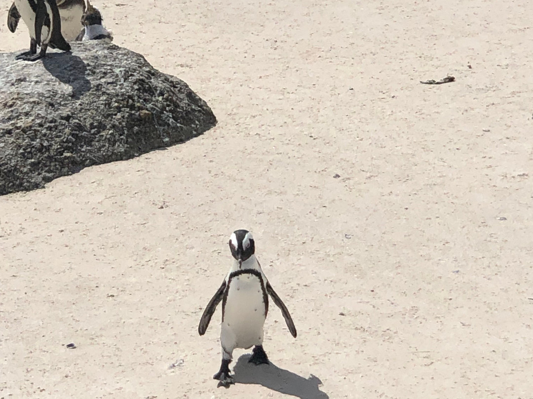 Airport Hopper Tours & Transfers-Rondebosch必去景点