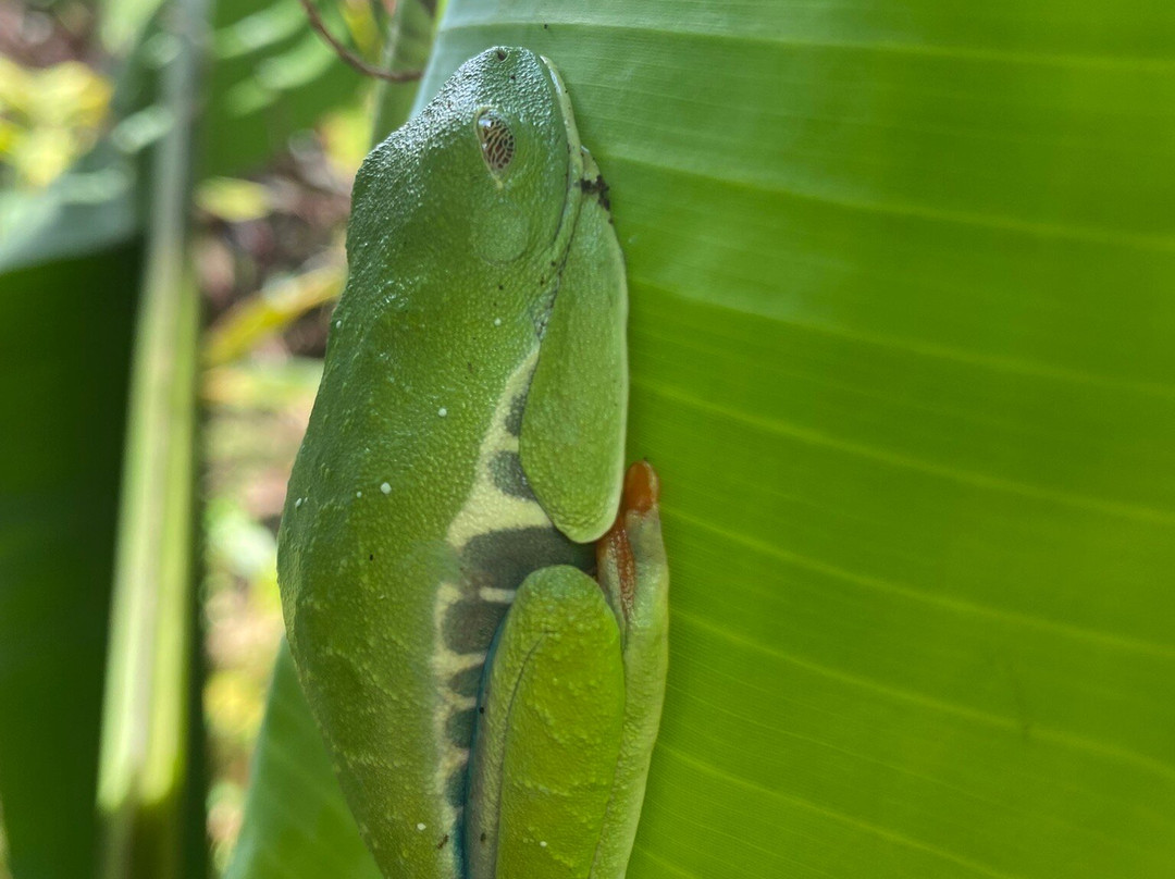 Finca Verde Lodge Tours景点图片