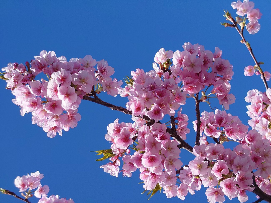 Saikosegawazoi no Kawazu Zakura