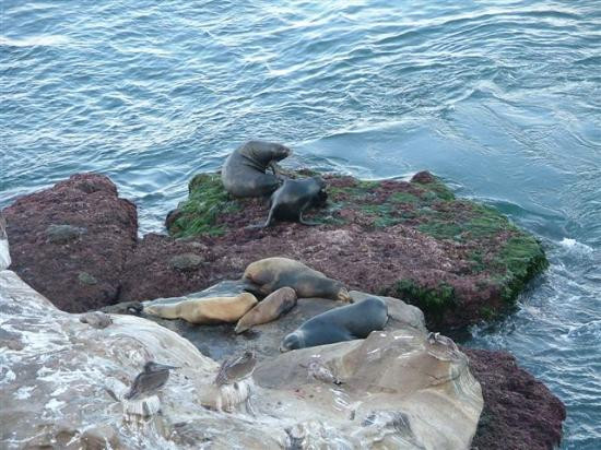 拉荷亚岩洞海岸-拉荷亚必去景点