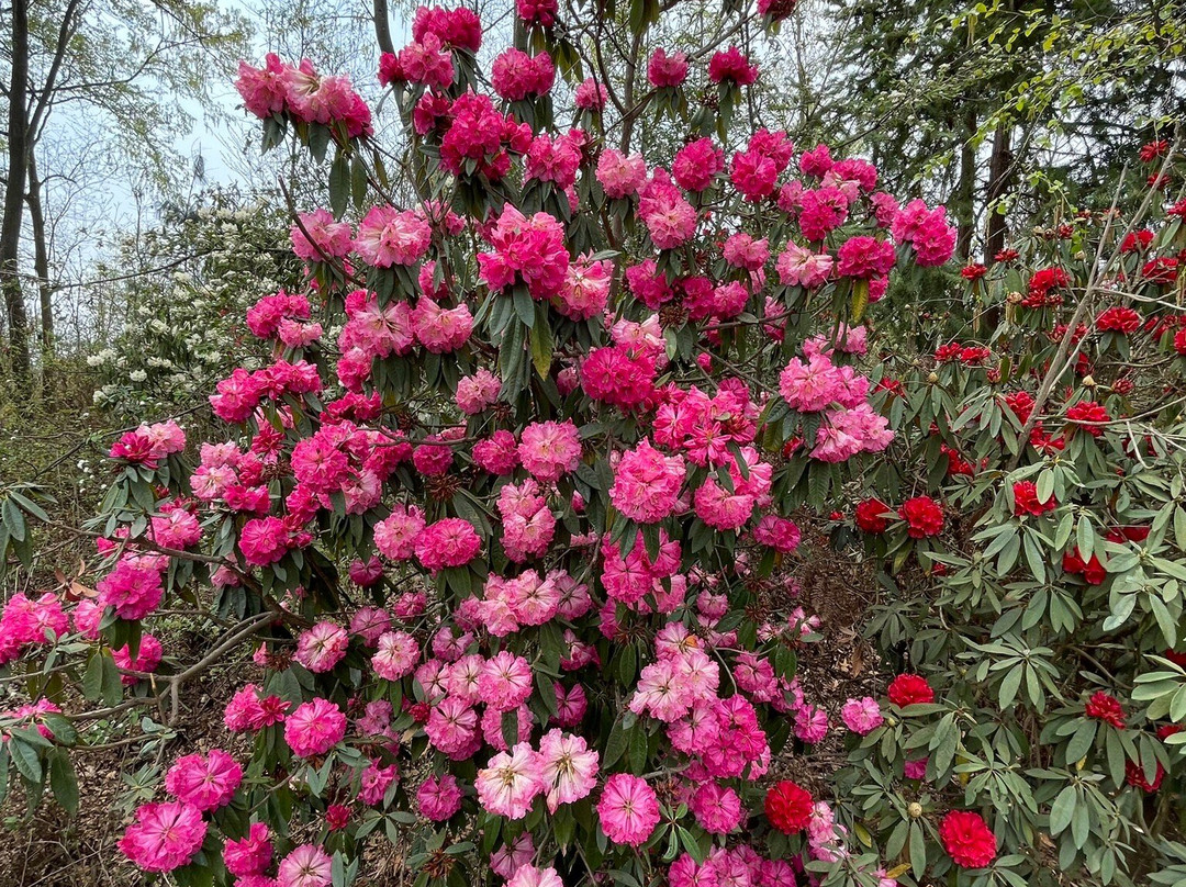 毕节森林公园景点图片