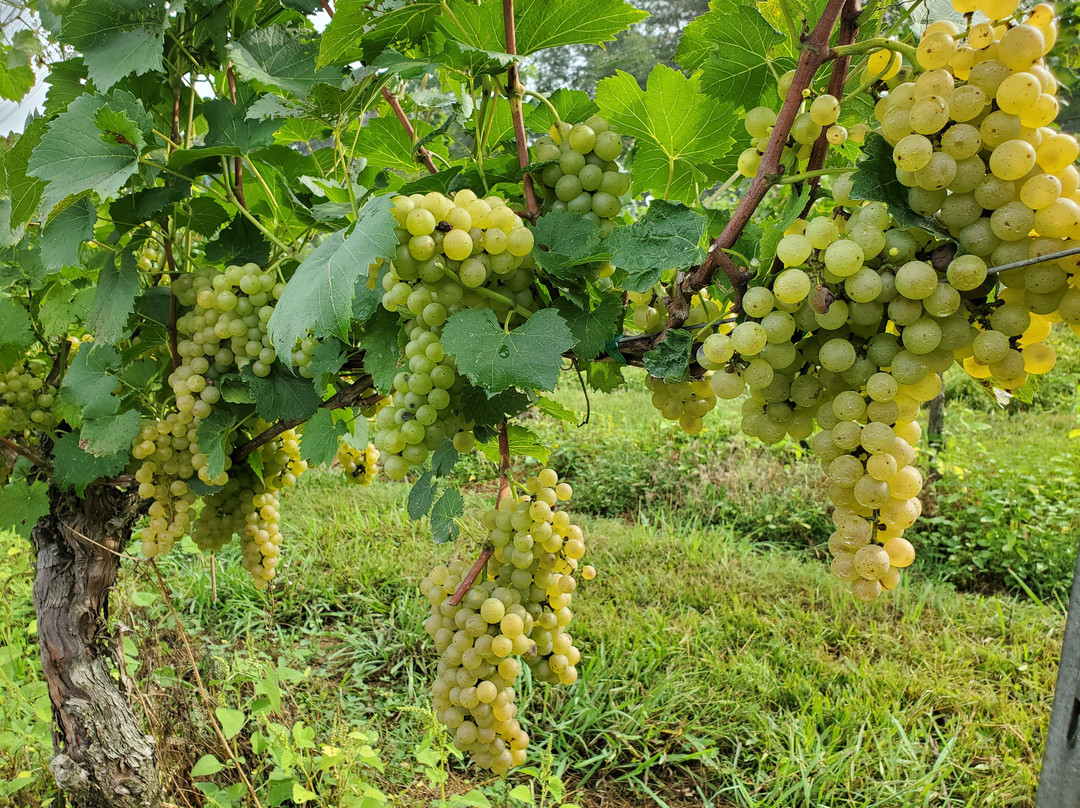 Grove Vineyards & Winery景点图片