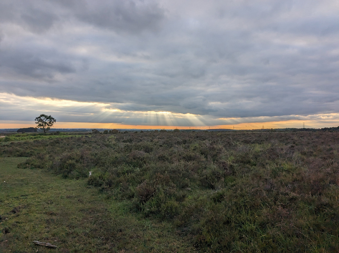 Wild New Forest Guided Tours景点图片
