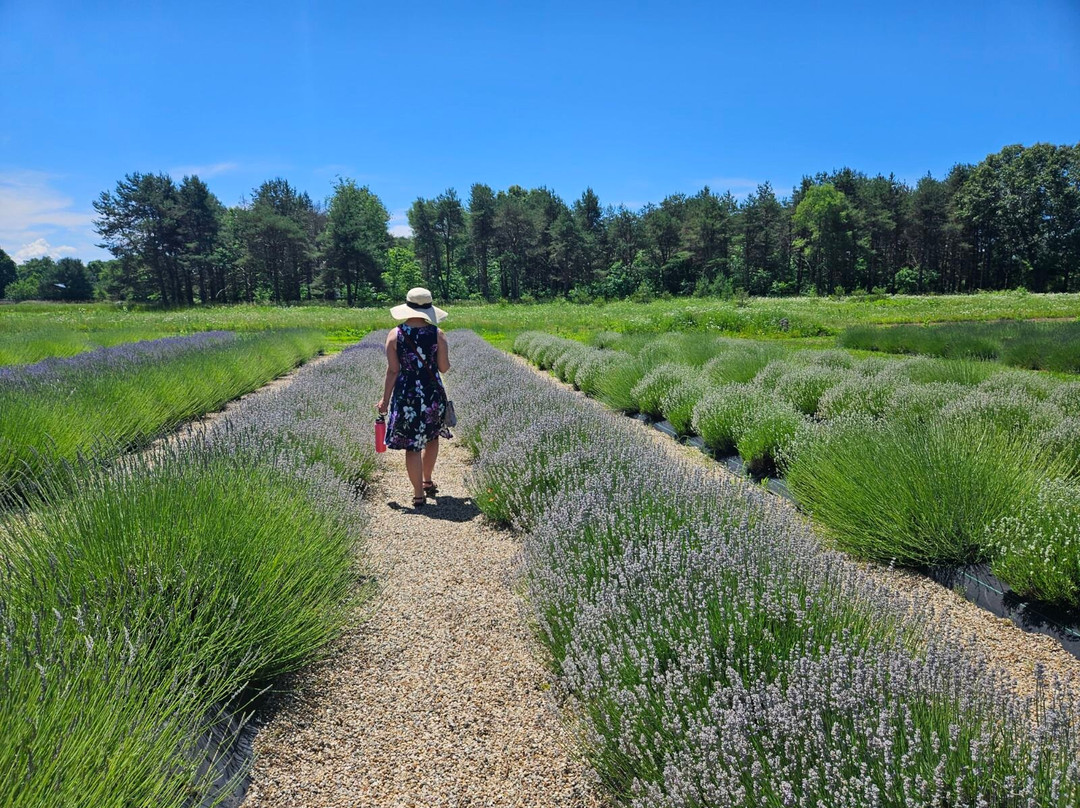 Shades of Lavender Farm景点图片