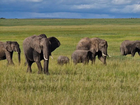 Elephanto Tours-莫西必去景点