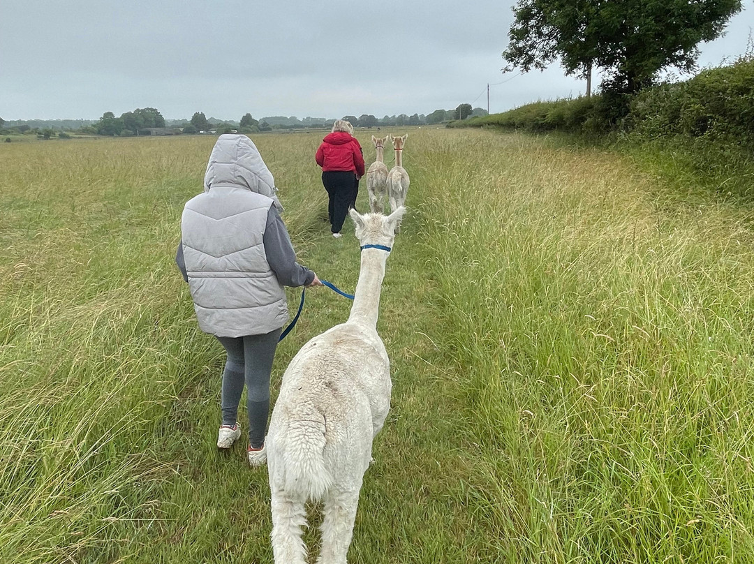 Alpaca & Unicorn Adventures景点图片