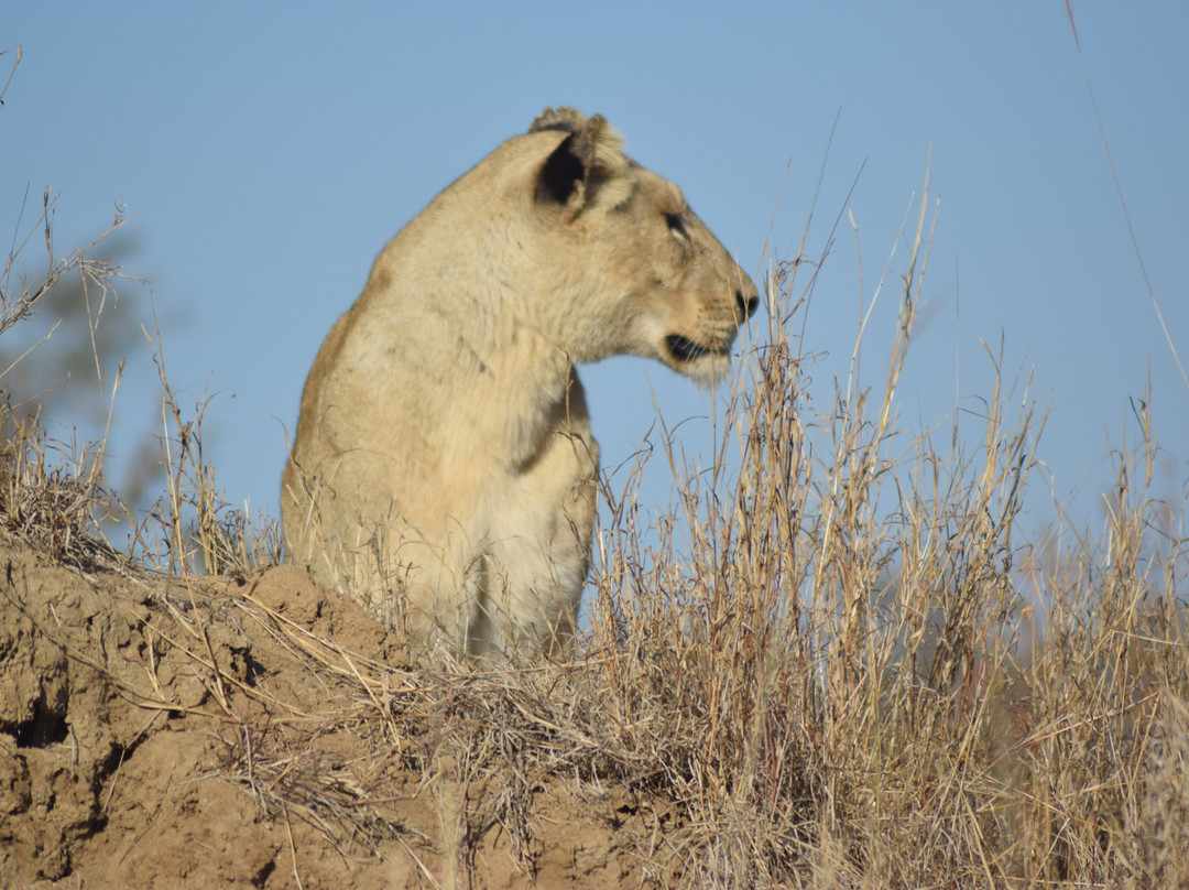 Thabamati Luxury Tented Camp主图