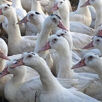 La Ferme Basque de Charlevoix-Saint Urbain必去景点