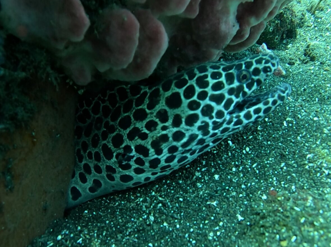 Let's Dive Tulamben-图兰本必去景点