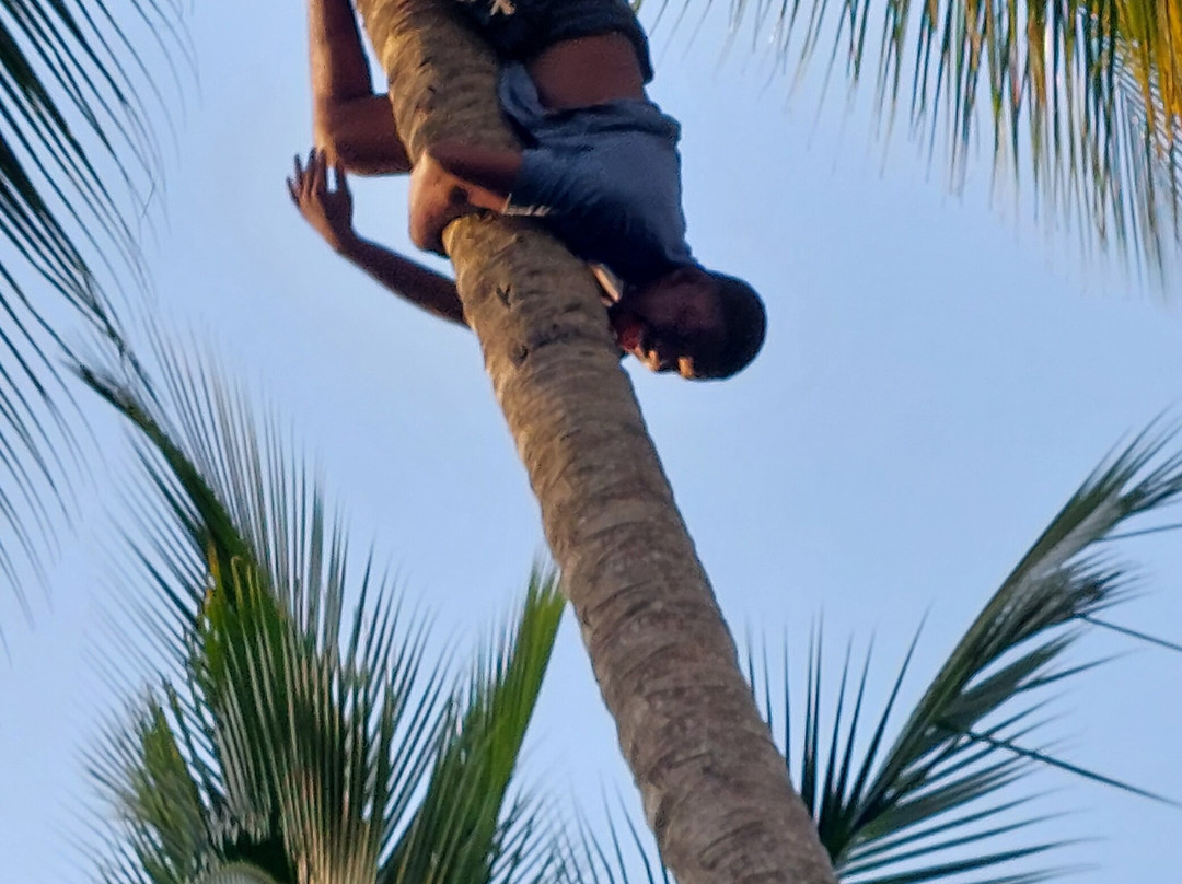 Village Green Spice farm-桑给巴尔岛必去景点