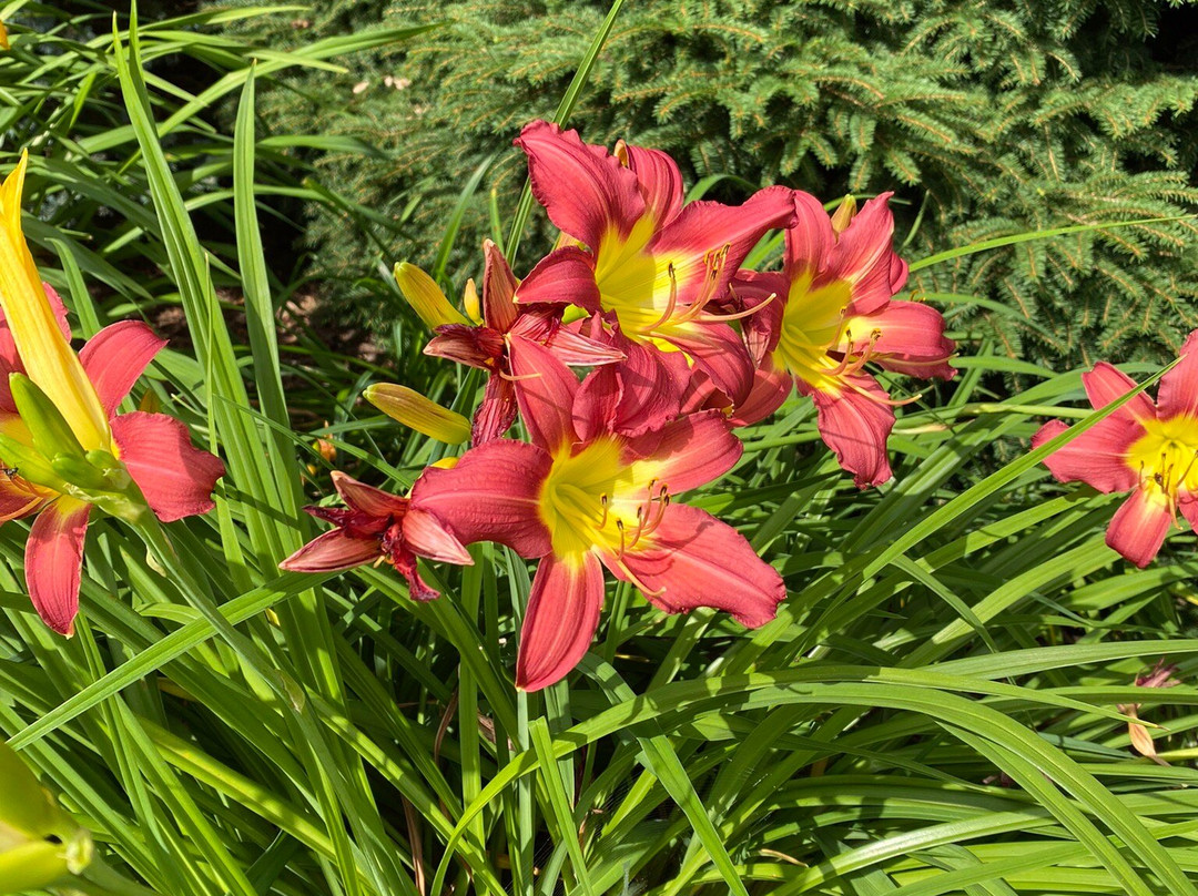 Irving Arboretum-Bouctouche必去景点