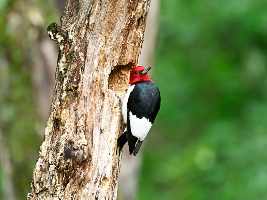 Eagle Ridge Resort & Spa主图