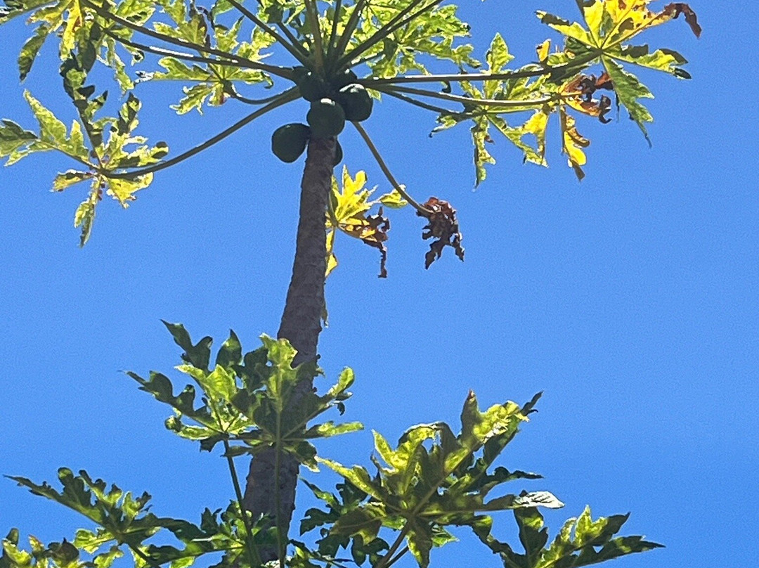 Sprecks Plantation House主图