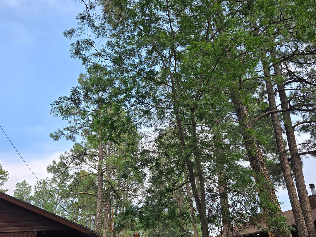 Shadow Mountain Lodge and Cabins主图