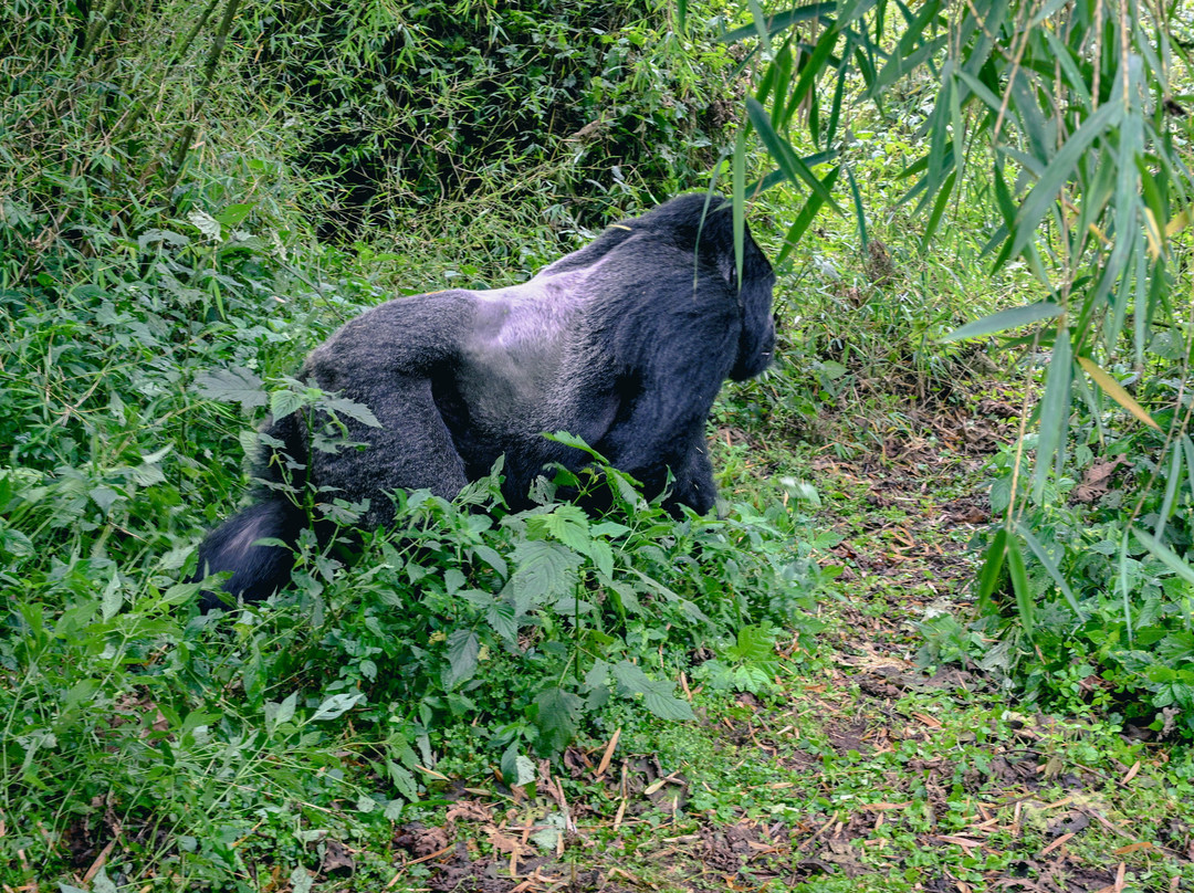 Blue Monkey Tours Rwanda景点图片