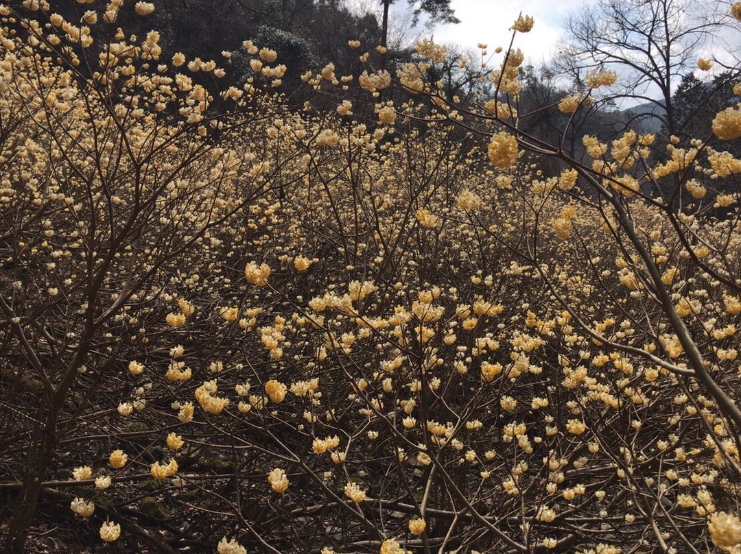 Mushiidani no Mitsumata Colony-安艺高田市必去景点
